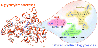 Graphical abstract: Natural product C-glycosyltransferases – a scarcely characterised enzymatic activity with biotechnological potential