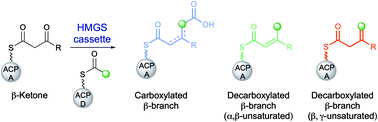 Graphical abstract: Polyketide β-branching: diversity, mechanism and selectivity