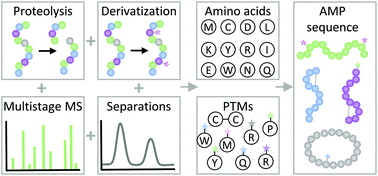 Graphical abstract: Leveraging orthogonal mass spectrometry based strategies for comprehensive sequencing and characterization of ribosomal antimicrobial peptide natural products