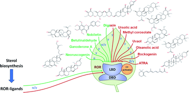 Graphical abstract: Natural products as modulators of retinoic acid receptor-related orphan receptors (RORs)