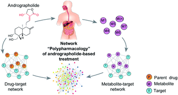 Graphical abstract: Polypharmacology of andrographolide: beyond one molecule one target