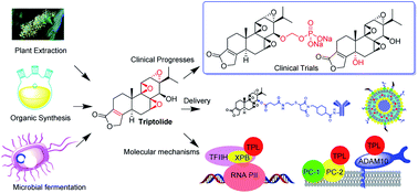 Graphical abstract: Triptolide: reflections on two decades of research and prospects for the future