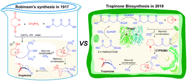 Graphical abstract: Tropane alkaloid biosynthesis: a centennial review