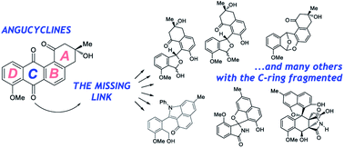 Graphical abstract: Disclosing biosynthetic connections and functions of atypical angucyclinones with a fragmented C-ring