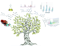 Graphical abstract: Semi-synthesis as a tool for broadening the health applications of bioactive olive secoiridoids: a critical review