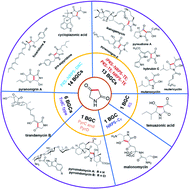 Graphical abstract: Biosynthetic strategies for tetramic acid formation