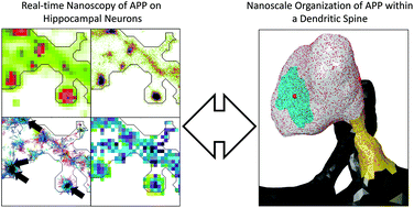 Graphical abstract: Real-time nanoscale organization of amyloid precursor protein