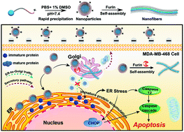 Graphical abstract: Furin-instructed molecular self-assembly actuates endoplasmic reticulum stress-mediated apoptosis for cancer therapy