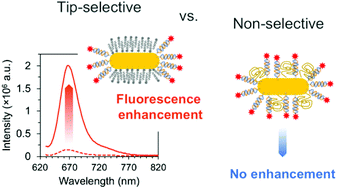 Graphical abstract: Fluorescent dye nano-assemblies by thiol attachment directed to the tips of gold nanorods for effective emission enhancement