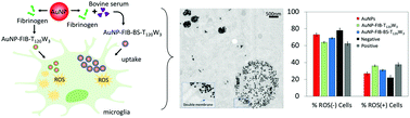 Graphical abstract: Effect of a protein corona on the fibrinogen induced cellular oxidative stress of gold nanoparticles