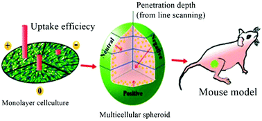 Graphical abstract: Surface charge modulates the internalization vs. penetration of gold nanoparticles: comprehensive scrutiny on monolayer cancer cells, multicellular spheroids and solid tumors by SERS modality