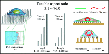 Graphical abstract: Cellular architecture response to aspect ratio tunable nanoarrays