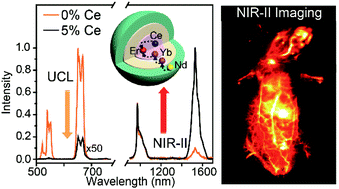 Graphical abstract: Ln3+-doped nanoparticles with enhanced NIR-II luminescence for lighting up blood vessels in mice