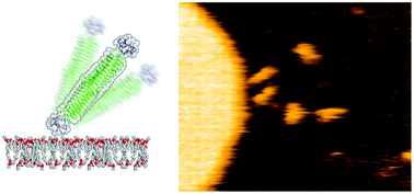 Graphical abstract: Dynamic behavior of an artificial protein needle contacting a membrane observed by high-speed atomic force microscopy