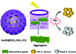 Graphical abstract: Enhanced type I photoreaction of indocyanine green via electrostatic-force-driven aggregation