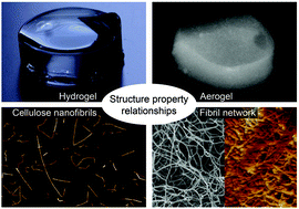 Graphical abstract: Structure–property relationships of cellulose nanofibril hydro- and aerogels and their building blocks