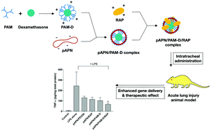 Graphical abstract: A RAGE-antagonist peptide potentiates polymeric micelle-mediated intracellular delivery of plasmid DNA for acute lung injury gene therapy