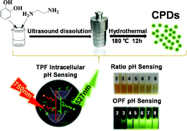 Graphical abstract: A two-photon fluorescence, carbonized polymer dot (CPD)-based, wide range pH nanosensor: a view from the surface state