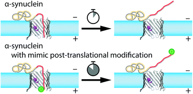 Graphical abstract: Effect of a post-translational modification mimic on protein translocation through a nanopore