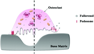 Graphical abstract: Modulated podosome patterning in osteoclasts by fullerenol nanoparticles disturbs the bone resorption for osteoporosis treatment