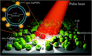 Graphical abstract: Near-infrared nanosecond-pulsed laser-activated highly efficient intracellular delivery mediated by nano-corrugated mushroom-shaped gold-coated polystyrene nanoparticles