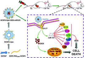 Graphical abstract: A novel targeted delivery system for drug-resistant hepatocellular carcinoma therapy