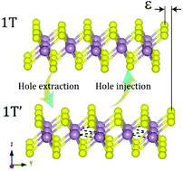 Graphical abstract: Charge doping induced reversible multistep structural phase transitions and electromechanical actuation in two-dimensional 1T′-MoS2