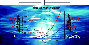 Graphical abstract: Ti-Mesh supported porous CoS2 nanosheet self-interconnected networks with high oxidation states for efficient hydrogen production via urea electrolysis