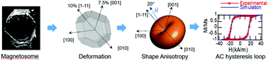 Graphical abstract: Elucidating the role of shape anisotropy in faceted magnetic nanoparticles using biogenic magnetosomes as a model