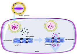 Graphical abstract: Sensitization of drug resistant sarcoma tumors by membrane modulation via short chain sphingolipid-containing nanoparticles