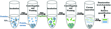 Graphical abstract: A method to measure the denatured proteins in the corona of nanoparticles based on the specific adsorption of Hsp90ab1