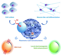 Graphical abstract: Neuron-like cell differentiation of hADSCs promoted by a copper sulfide nanostructure mediated plasmonic effect driven by near-infrared light