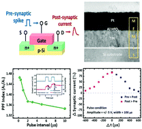 Graphical abstract: Implementation of an electrically modifiable artificial synapse based on ferroelectric field-effect transistors using Al-doped HfO2 thin films