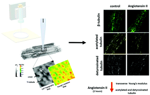 Graphical abstract: Short-term angiotensin II treatment regulates cardiac nanomechanics via microtubule modifications