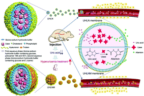 Graphical abstract: Biomimetic polysaccharide-cloaked lipidic nanovesicles/microassemblies for improving the enzymatic activity and prolonging the action time for hyperuricemia treatment