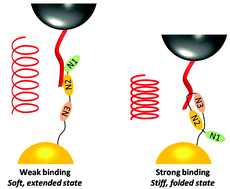 Graphical abstract: Nanomechanics of the molecular complex between staphylococcal adhesin SpsD and elastin