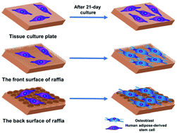 Graphical abstract: Topographical regulation of stem cell differentiation by plant-derived micro/nanostructures