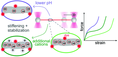 Graphical abstract: Tuning intermediate filament mechanics by variation of pH and ion charges