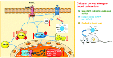 Graphical abstract: Chitosan derived nitrogen-doped carbon dots suppress osteoclastic osteolysis via downregulating ROS