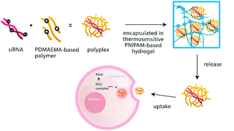 Graphical abstract: Local release of siRNA using polyplex-loaded thermosensitive hydrogels