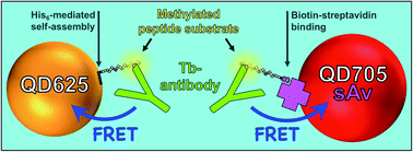 Graphical abstract: Terbium-to-quantum dot Förster resonance energy transfer for homogeneous and sensitive detection of histone methyltransferase activity