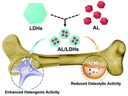Graphical abstract: Magnesium-based layered double hydroxide nanosheets: a new bone repair material with unprecedented osteogenic differentiation performance