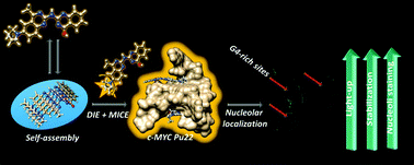 Graphical abstract: A site-specific self-assembled light-up rotor probe for selective recognition and stabilization of c-MYC G-quadruplex DNA