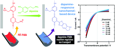 Graphical abstract: High-sensitivity detection of dopamine by biomimetic nanofluidic diodes derivatized with poly(3-aminobenzylamine)