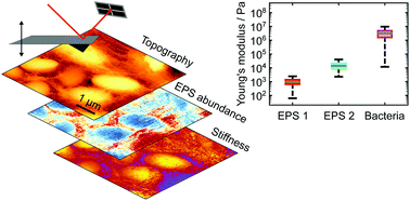 Graphical abstract: Interfacial nanomechanical heterogeneity of the E. coli biofilm matrix