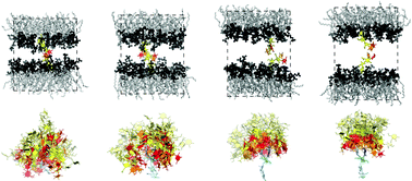 Graphical abstract: Weak carbohydrate–carbohydrate interactions in membrane adhesion are fuzzy and generic