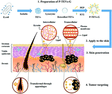 Graphical abstract: Outer membrane vesicles derived from E. coli as novel vehicles for transdermal and tumor targeting delivery