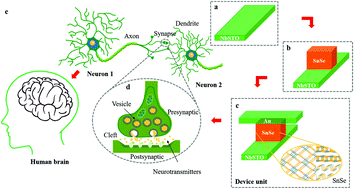 Graphical abstract: A 2D-SnSe film with ferroelectricity and its bio-realistic synapse application