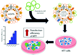 Graphical abstract: Micro cell vesicle technology (mCVT): a novel hybrid system of gene delivery for hard-to-transfect (HTT) cells