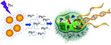 Graphical abstract: Toxicity of nanomaterials due to photochemical degradation and the release of heavy metal ions